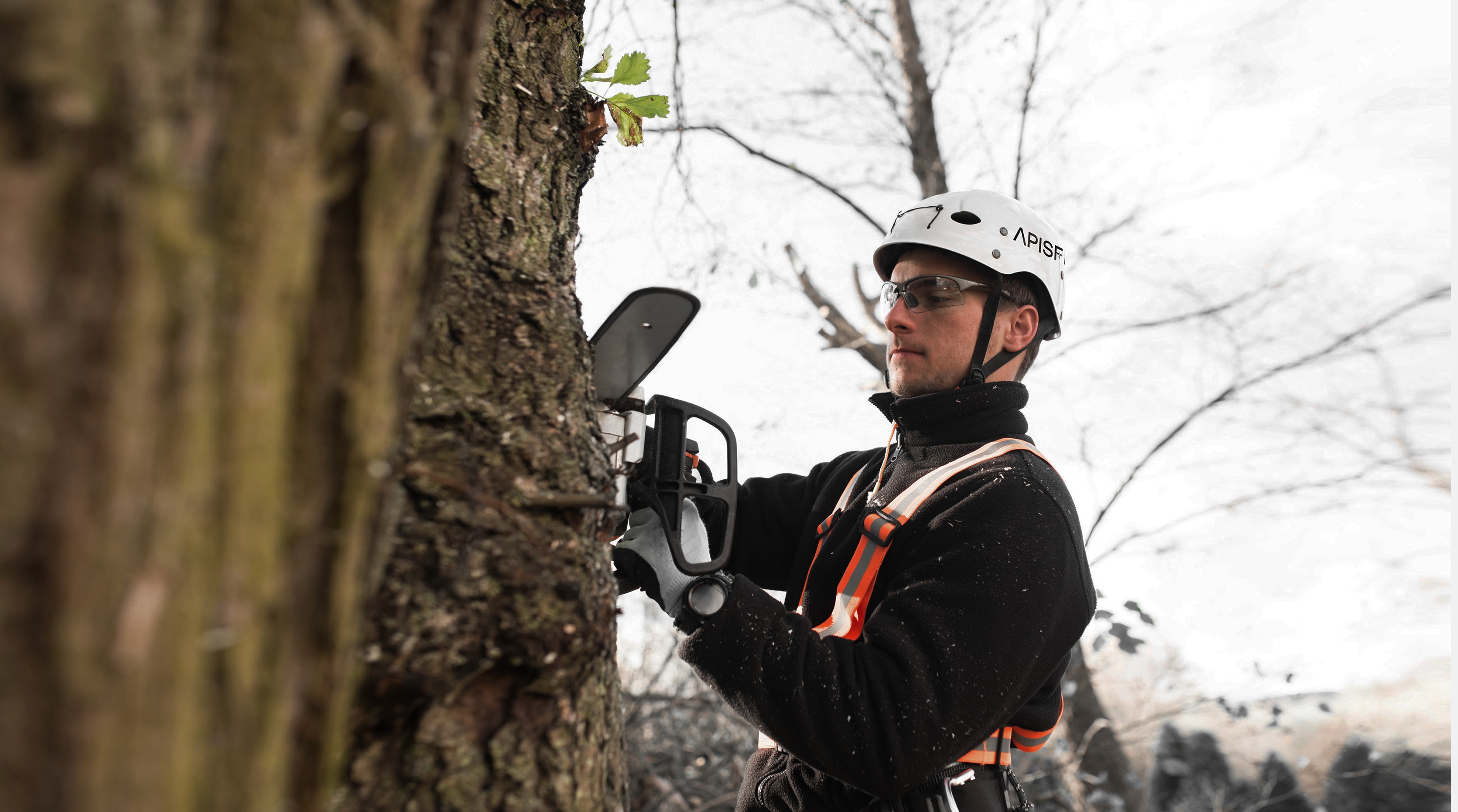 Arboriculture background